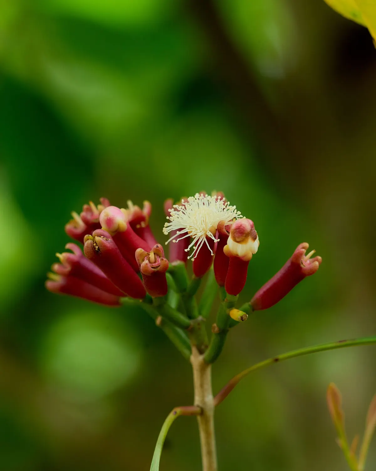 Boutons floraux sur un giroflier (photo d'illustration)